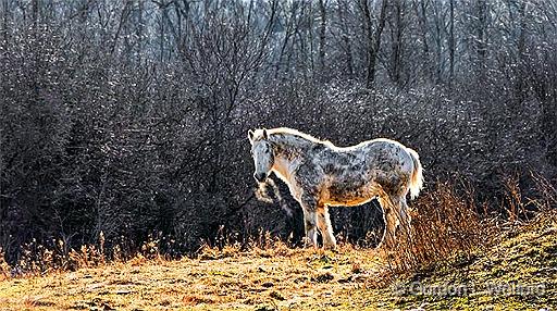 Ol' Frosty Breath_P1000975.88.jpg - Backlit Horse photographed near Perth, Ontario, Canada.